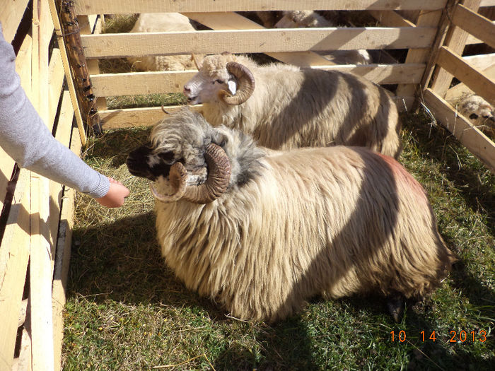 Berbecii hraniti bine; erau blanzi
