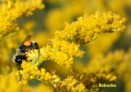 goldenrod_golden_baby_bee_ - 2014-2016 dorinte o parte iar cealalta de vizionat