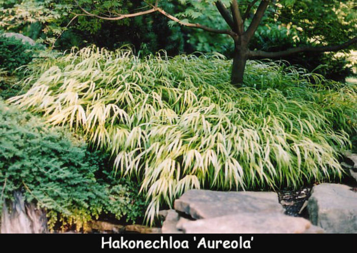 Grass,%20Hakonechloa%20macra%20