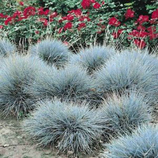 grasses_assorted_fescue_blue_2