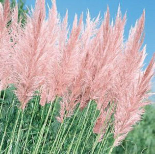 grasses_assorted_pampas_grass_pink_feathers_2