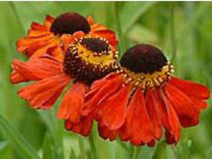 helenium baudirektor linne