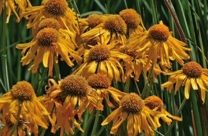 helenium-hoopsii