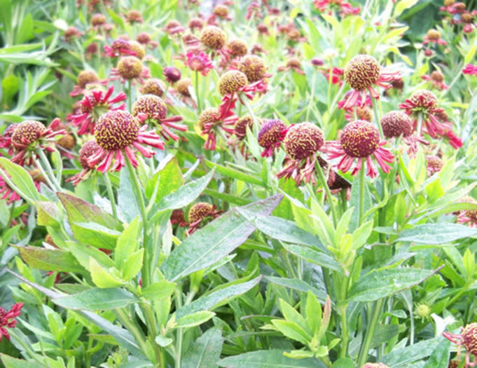 HeleniumRubyTuesday500