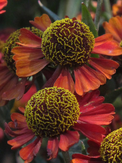 Helenium-x-Ruby-Tuesday