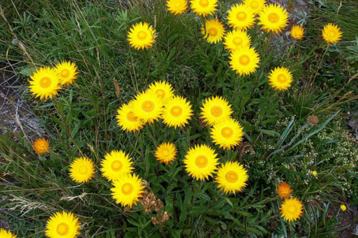 helichrysum-acuminatum - minuni ale naturii create de dumnezeu