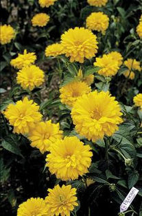 HELIOPSIS_Bressingham_Doubloon[1][2]