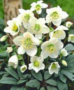 Helleborus%20niger - minuni ale naturii create de dumnezeu