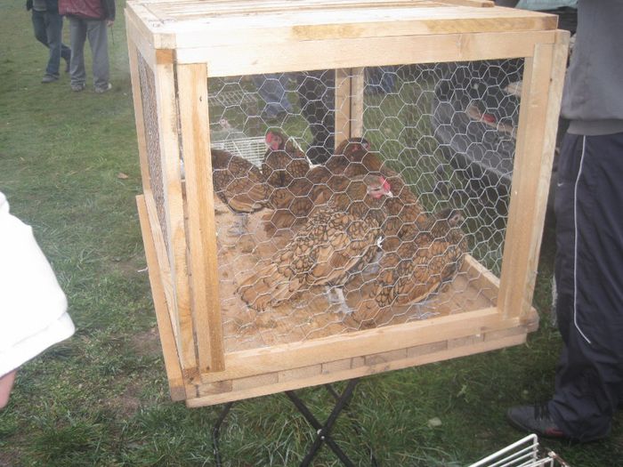 IMG_2561 - Monor 13-10-2013