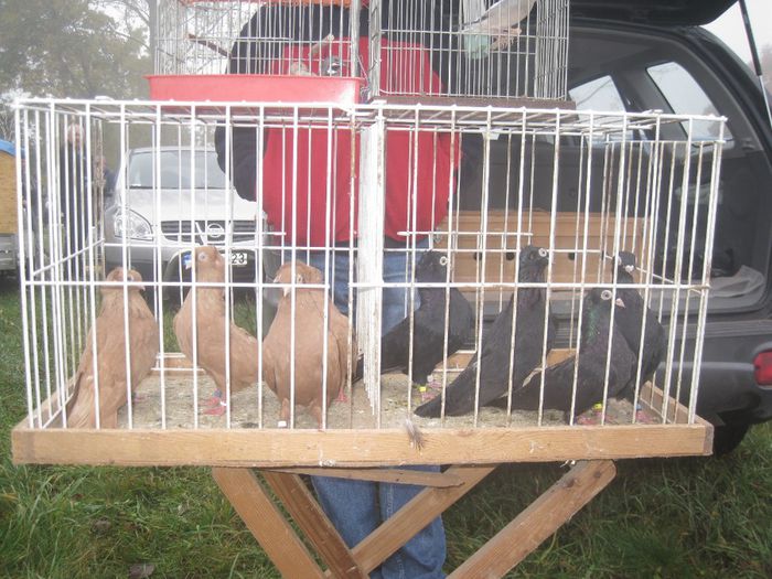 IMG_2562 - Monor 13-10-2013