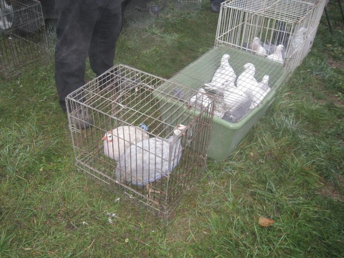 IMG_2563 - Monor 13-10-2013