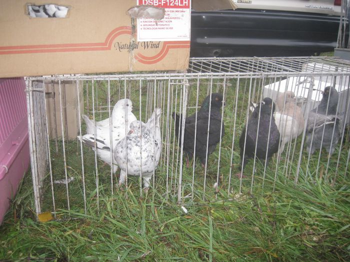 IMG_2565 - Monor 13-10-2013