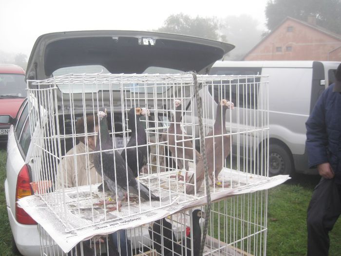 IMG_2566 - Monor 13-10-2013