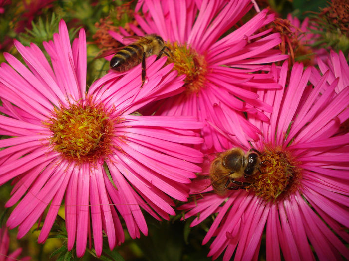 Aster novae-angliae "Alma Potscheke"