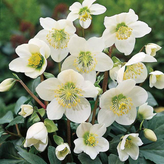 Helleborus_niger - minuni ale naturii create de dumnezeu