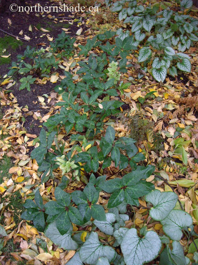 helleborus-and-brunnera-in-fall-leaves - minuni ale naturii create de dumnezeu