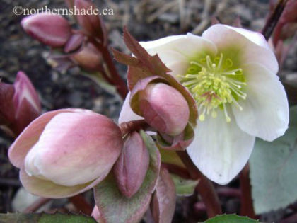helleborus-ivory-prince-closeup-of-pink-flower-buds-400x300