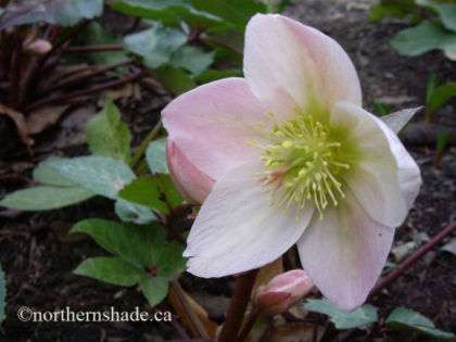 helleborus-ivory-prince-showing-true-flower-400x300 - minuni ale naturii create de dumnezeu
