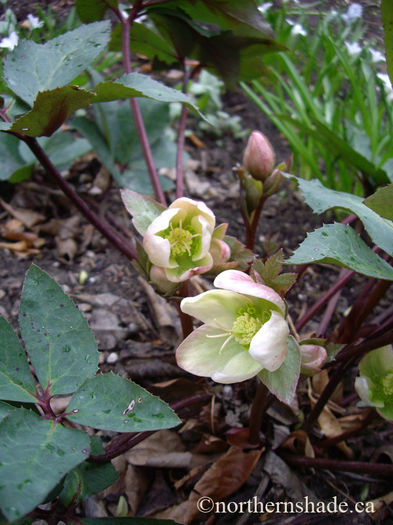 Helleborus-Walhelivor-Ivory-Prince-and-Chionodoxa - minuni ale naturii create de dumnezeu