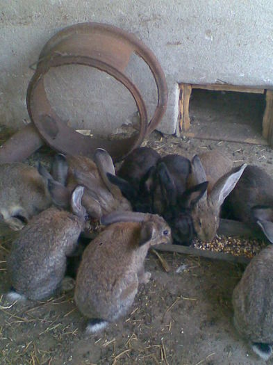 Image487 - iepuri urieas german