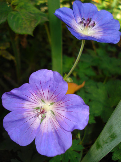 geranium Rozanne