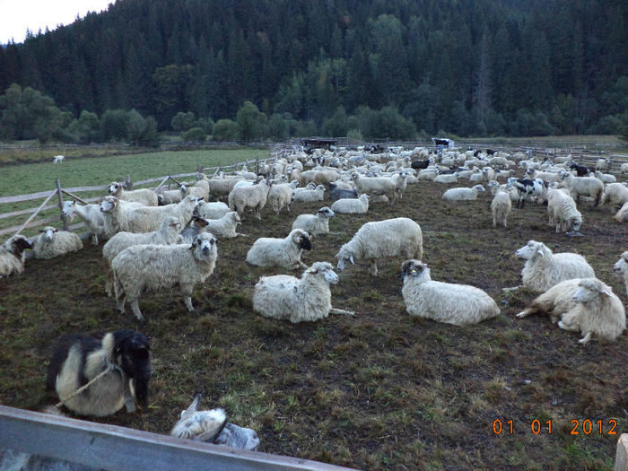 Murgu astepta plecarea; La stana la Ilie Voda in septembrie la coborarea turmei
