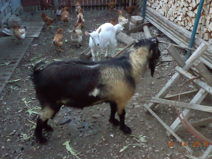 Murgu fericit; Murgu are parul scurt si fara coarne
