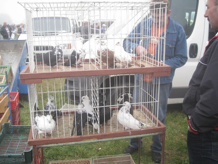 IMG_2714 - Monor 13-10-2013