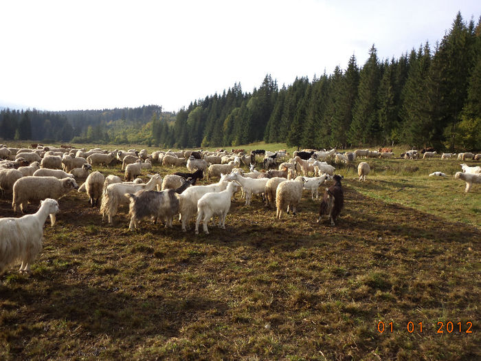 Oile gata de plecare; Plecam spre casa

