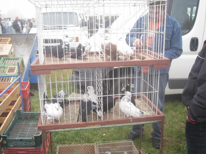 IMG_2715 - Monor 13-10-2013