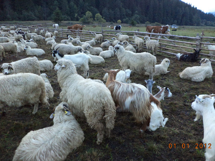 Oitele lui Sandu Voda; in strunga inainte de plecare in septembrie

