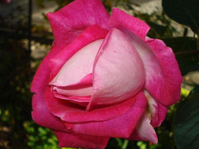 DSC03021