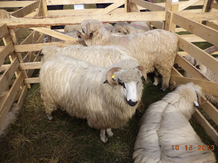 Ovine de ovine; Ovinus frumosus
