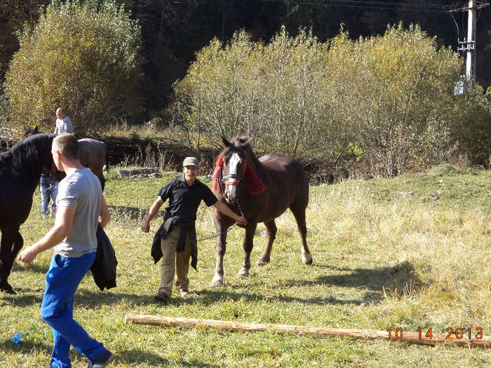 Plimbarea semigreului; Aladar cu calul greu de tot
