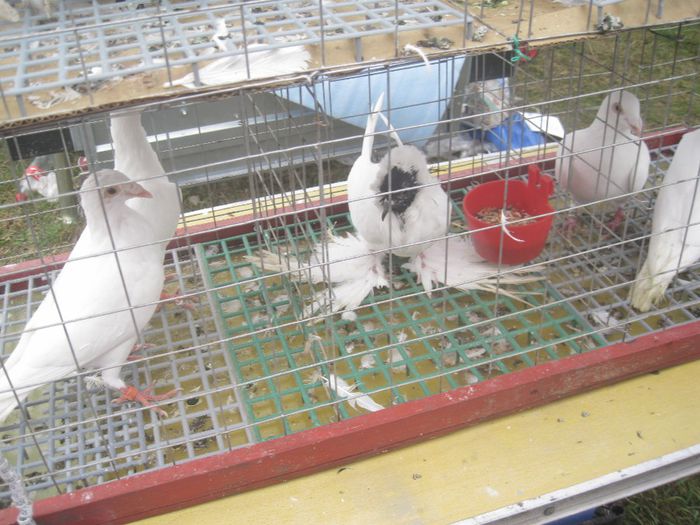 IMG_2794 - Monor 13-10-2013