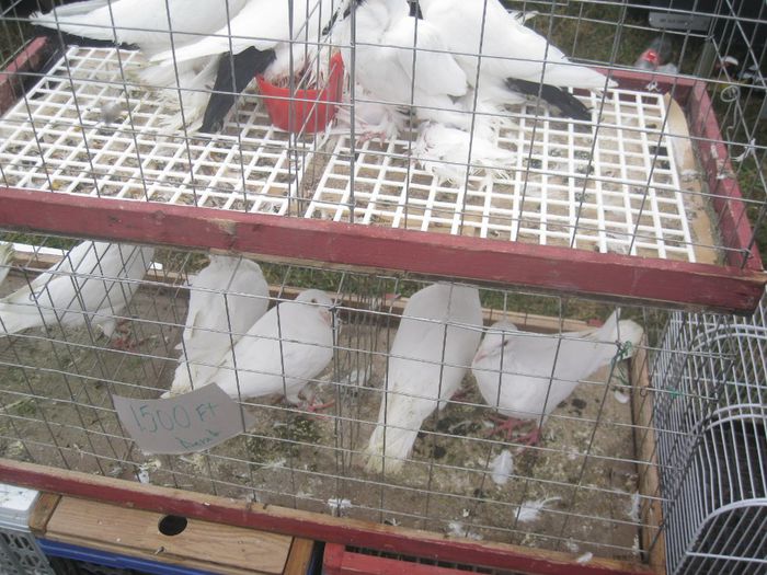 IMG_2796 - Monor 13-10-2013