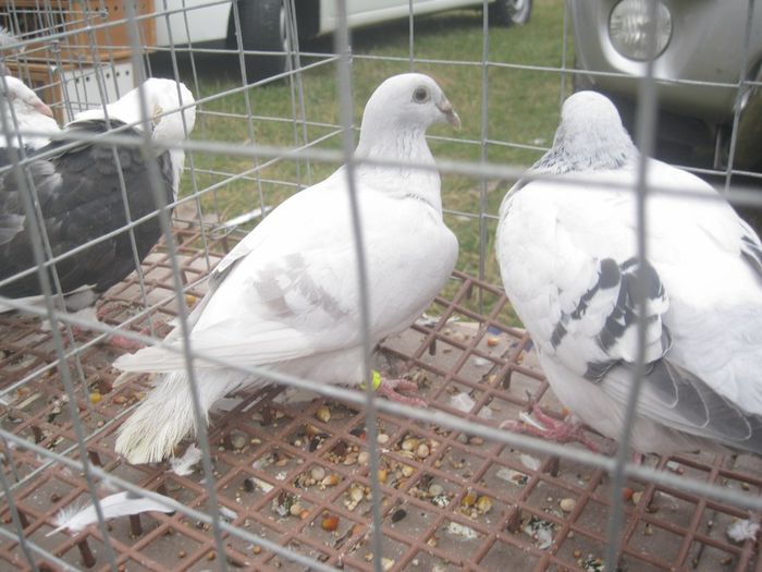 IMG_2797 - Monor 13-10-2013