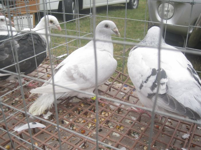 IMG_2798 - Monor 13-10-2013