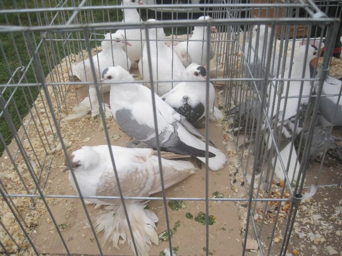 IMG_2800 - Monor 13-10-2013