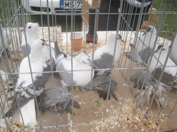 IMG_2801 - Monor 13-10-2013