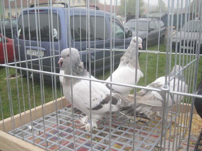 IMG_2802 - Monor 13-10-2013