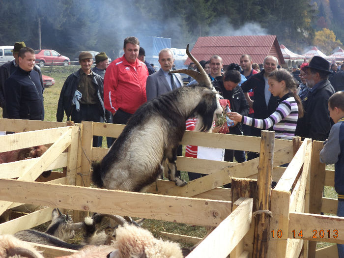 Toata lumea admira Tapul-Alpina; Aveau si de ce sa-l admire la care-i plac Caprinele
