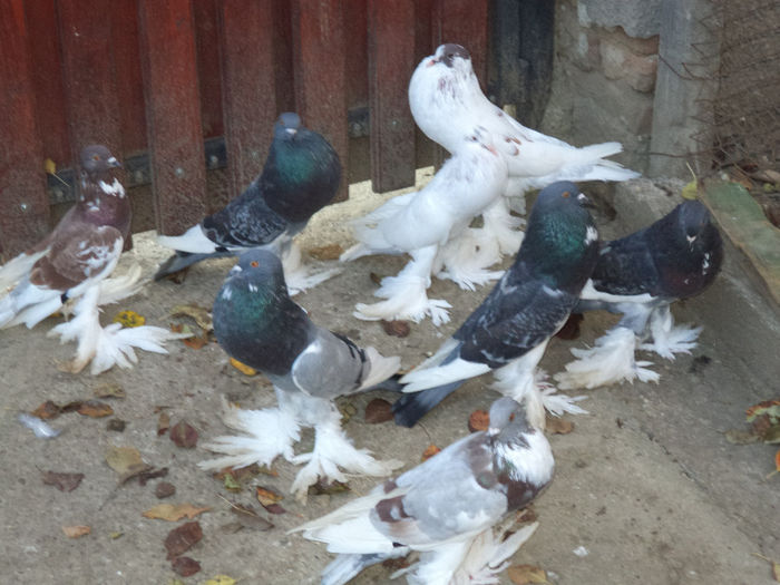 DSC00797 - 6-B-Pui Gusat-2013