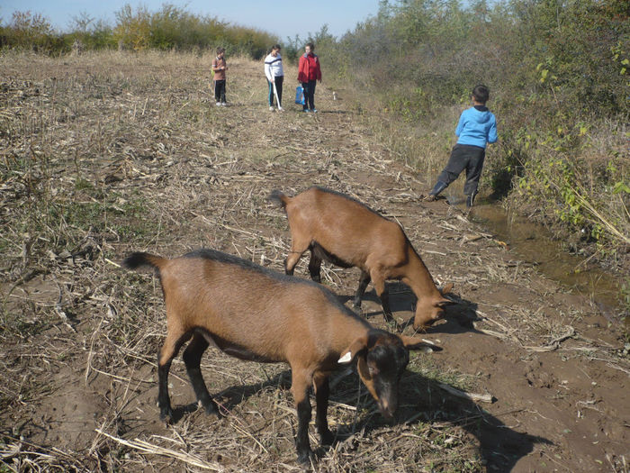 P1100181; O plimbare la cules de porumbe impreuna cu copii catel pisica si bineinteles capritele.
