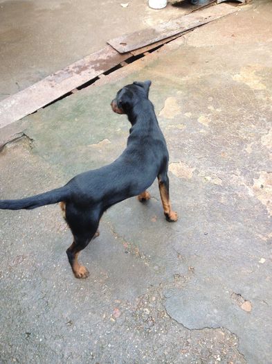 bobi vandut oradea - jagdterrier sagu arad