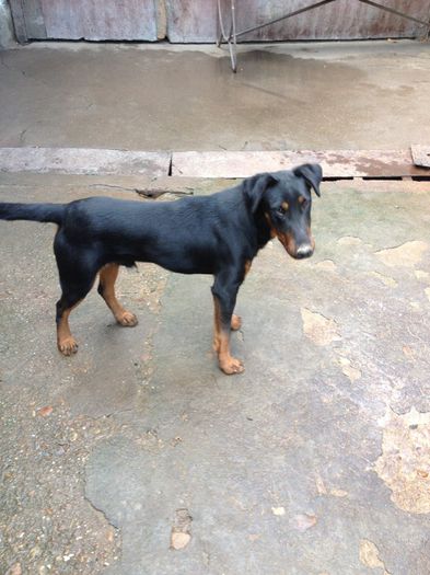 de vanzare 300e - jagdterrier sagu arad