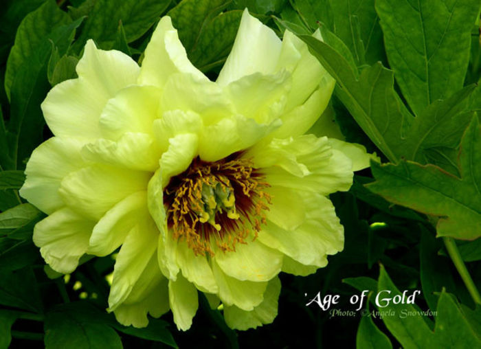 08_age_of_gold - minuni ale naturii create de dumnezeu