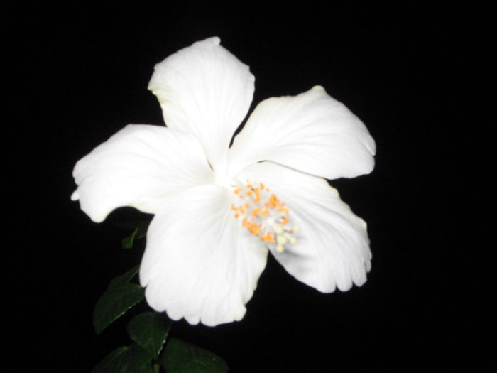 IMG_0034 - Fidji