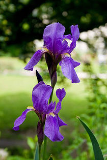 400px-Iris_croatica_Botanicki_vrt_1_080509 - minuni ale naturii create de dumnezeu