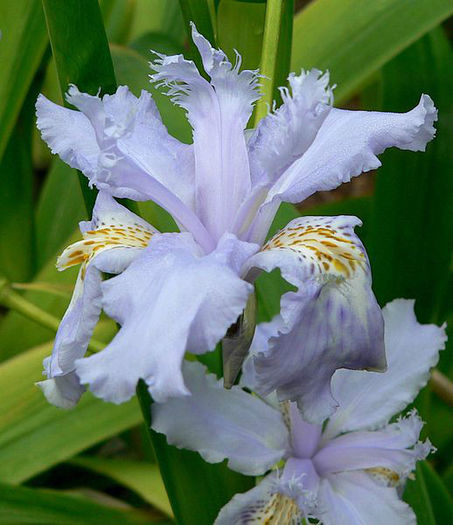 518px-Iris_wattii_4 - minuni ale naturii create de dumnezeu